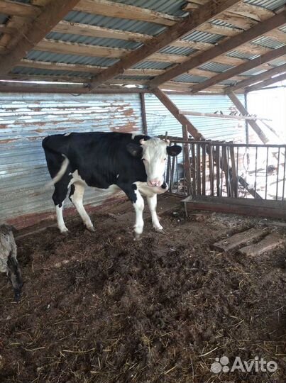 Телочка 1 год 8 месяцев