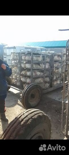 Куры несушки. Молодки