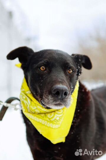 Большой добрый послушный пес