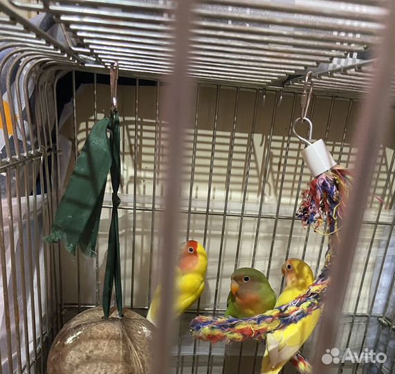 Попугай неразлучники