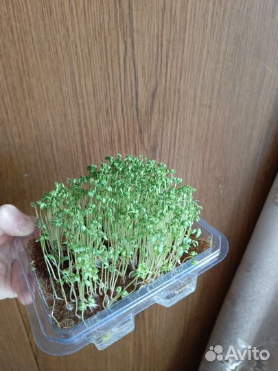 Микрозелень