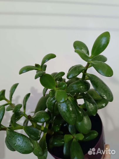 Крассула (денежное дерево, толстянка)