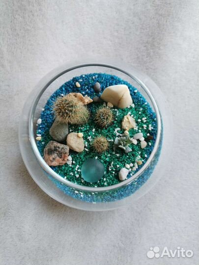 Кактусы отдельно или флорариум на заказ