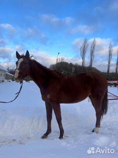 Продам лошадей