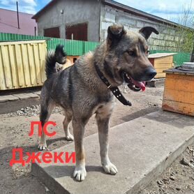 Собака в добрые руки отдам бесплатно