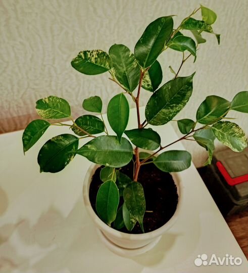 Цветы на подоконник.эухарис лирата Бенжамин