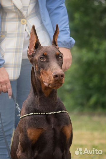 Фотосессия с доберманом