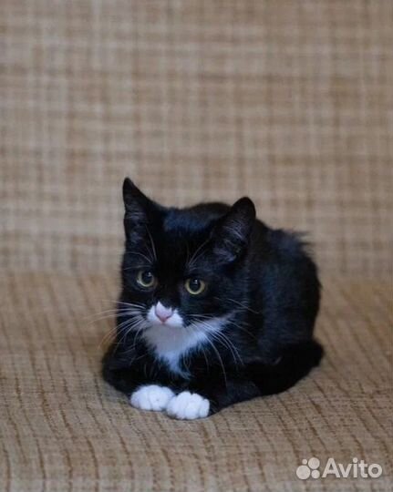 Невероятная и нереально красивая Бони