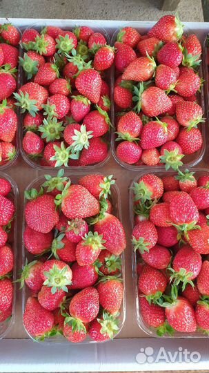 Клубника свежая ягода