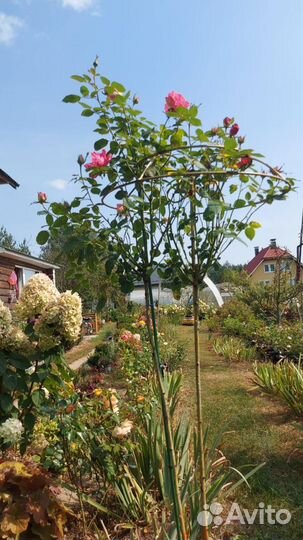 Опоры для штамбовых роз