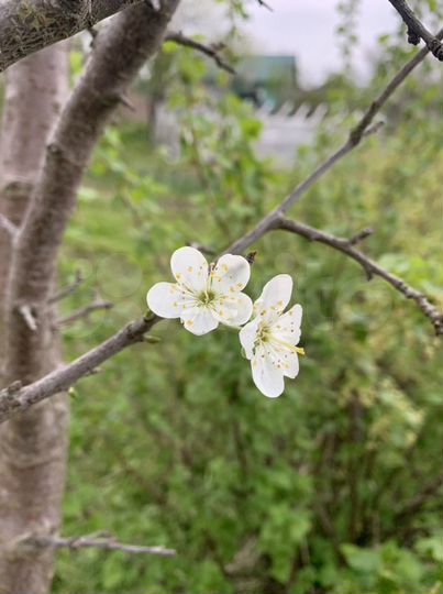 Дача 20 м² на участке 4,5 сот.