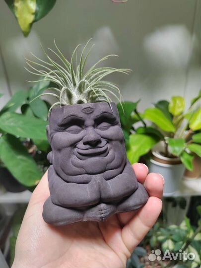 Тилландсия в кашпо Будда