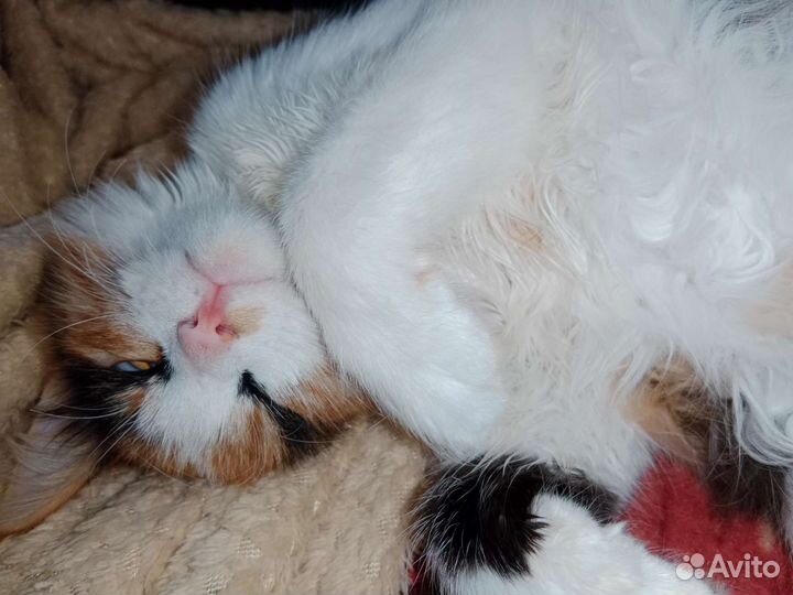 Кошка