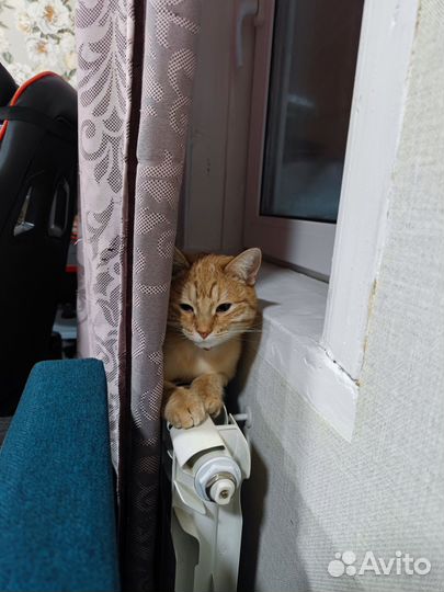 Кошка в частный дом