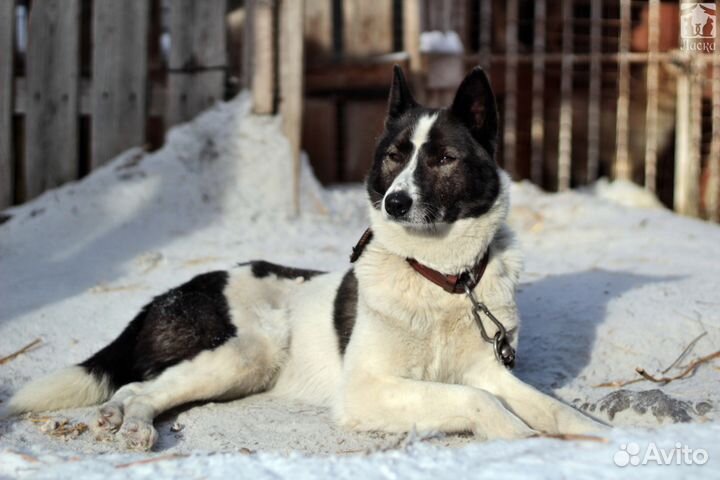 Кантри - собака для всей семьи