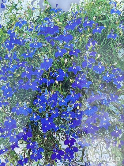 Лобелия плетистая