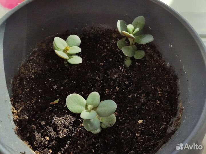 Денежное дерево