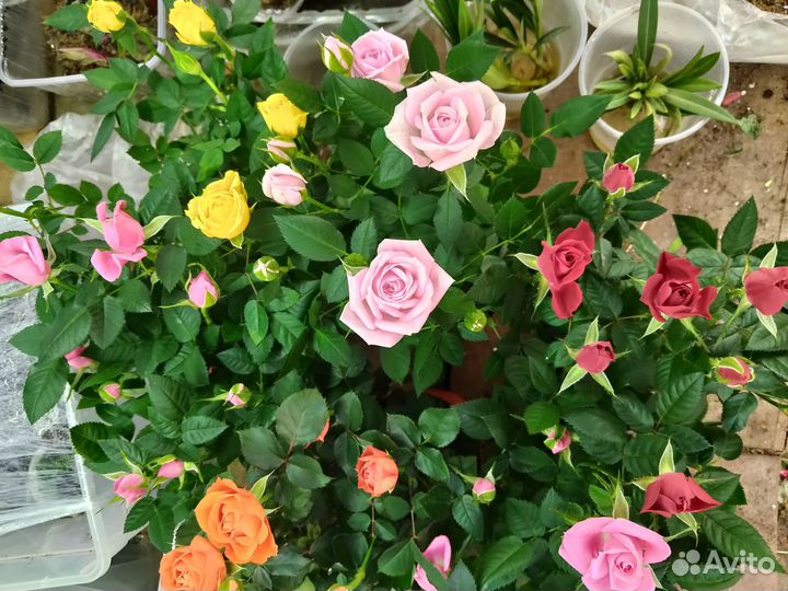 Комнатные растения цветы