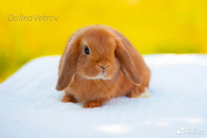 Мальчик минилоп рыжик