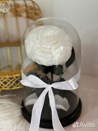 Живая роза в колбе