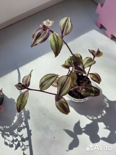 Традесканция/ каллизия