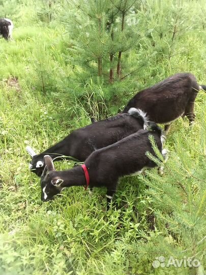 Альпийские козы