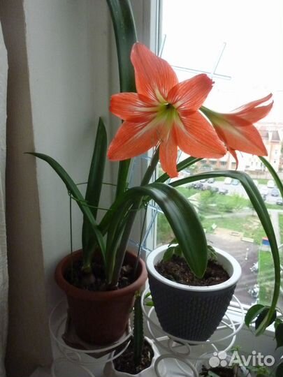 Цветок гиппеаструм