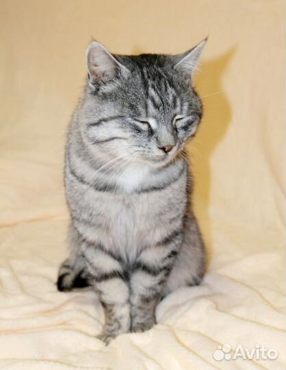 Кот бесплатно