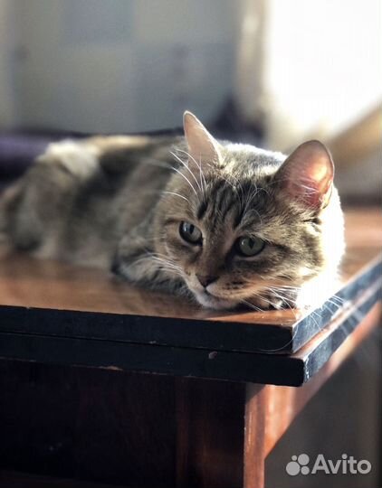 Кошка в добрые руки