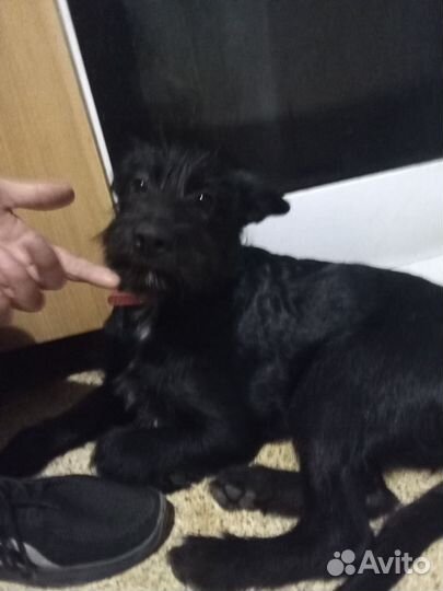 Скотч-терьер