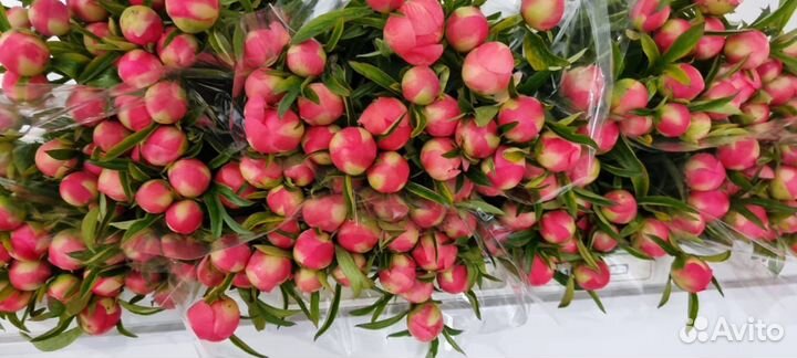 Пионы Оптом/ букеты из пионов в Красноярске