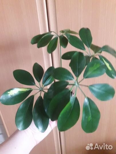 Катарантус, Шеффлера, Эпипремнум Неон, Н-Джой