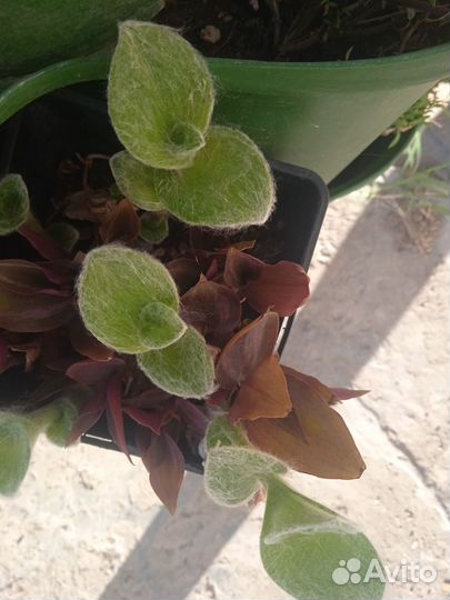 Комнатные растения