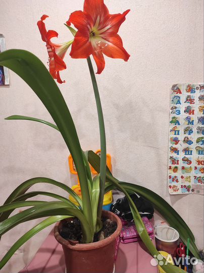 Комнатные цветы