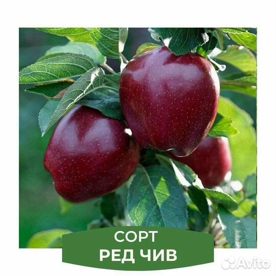 Плодовые деревья