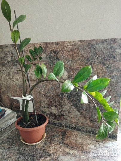 Замиокулькас