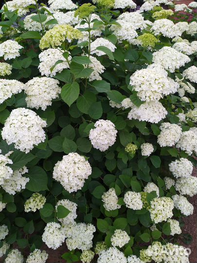 Гортензия Анабель саженец,белые.Есть розовые кусты