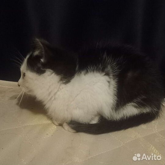 Отдаю котят бесплатно