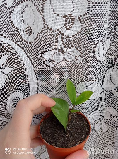 Замиокулькас (детка) Академгородок