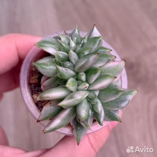 Редкие коллекционные суккуленты2