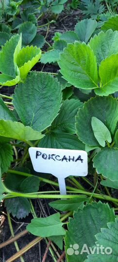 Рассада клубники