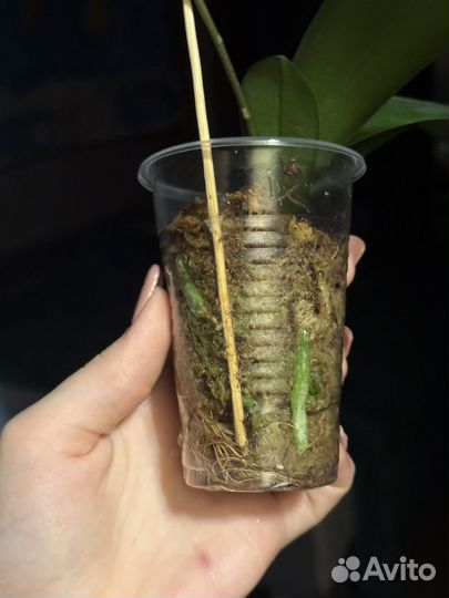 Орхидея фаленопсис