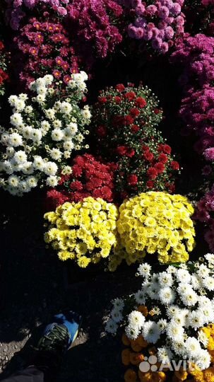 Хризантемы мультифлора шаровидные