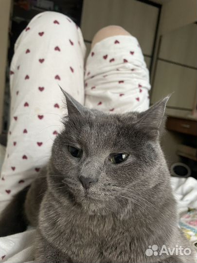 Корм для кошек Primordial