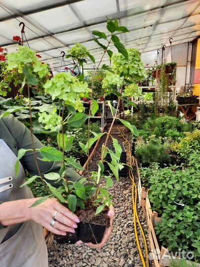 Гортензия метельчатая