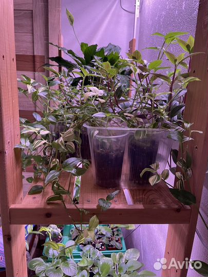 Традесканция