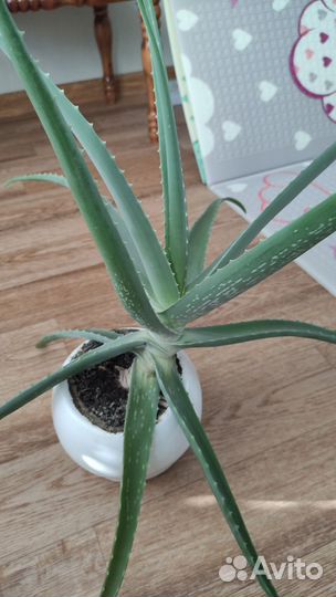Алоэ вера растение