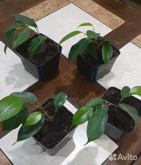 Фикус бенджамина