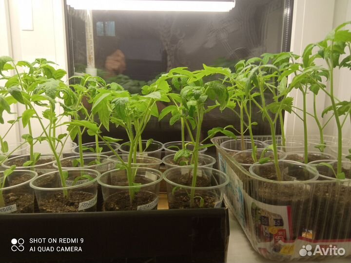 Остатки рассады томатов