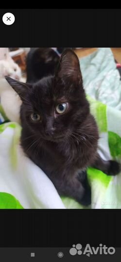 Кошка в дар